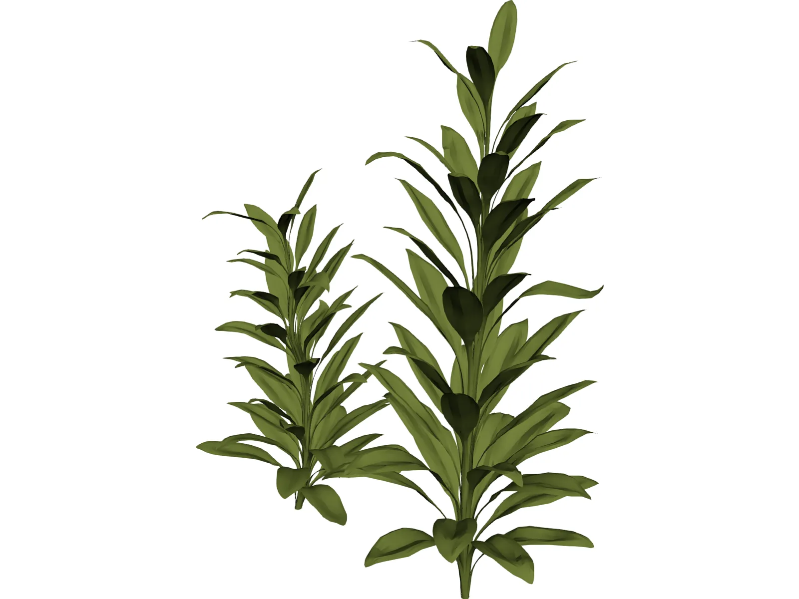 Cordylinea Glauca 3D Model main preview