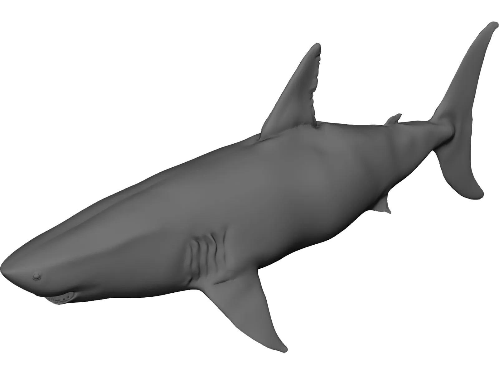 White Shark 3D Model main preview