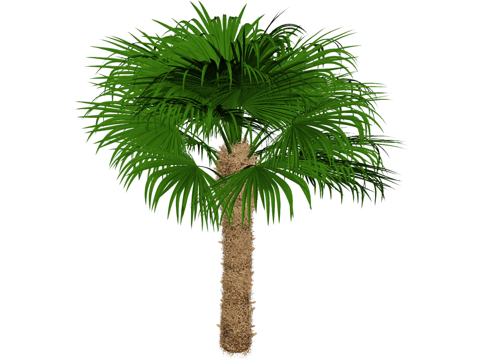Windmil Palm 3D Model main preview