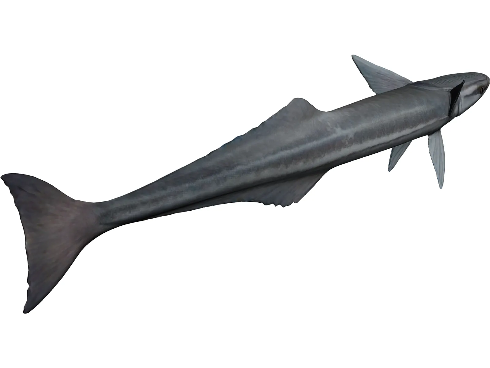 Remora 3D Model main preview