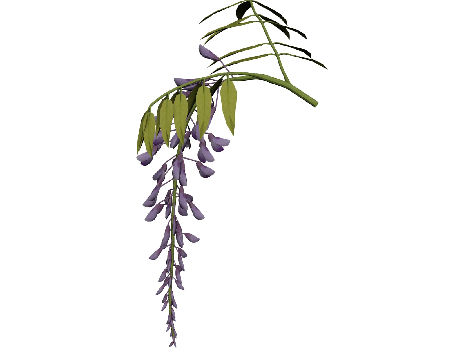 Wisteria Flower Japanese 3D Model main preview