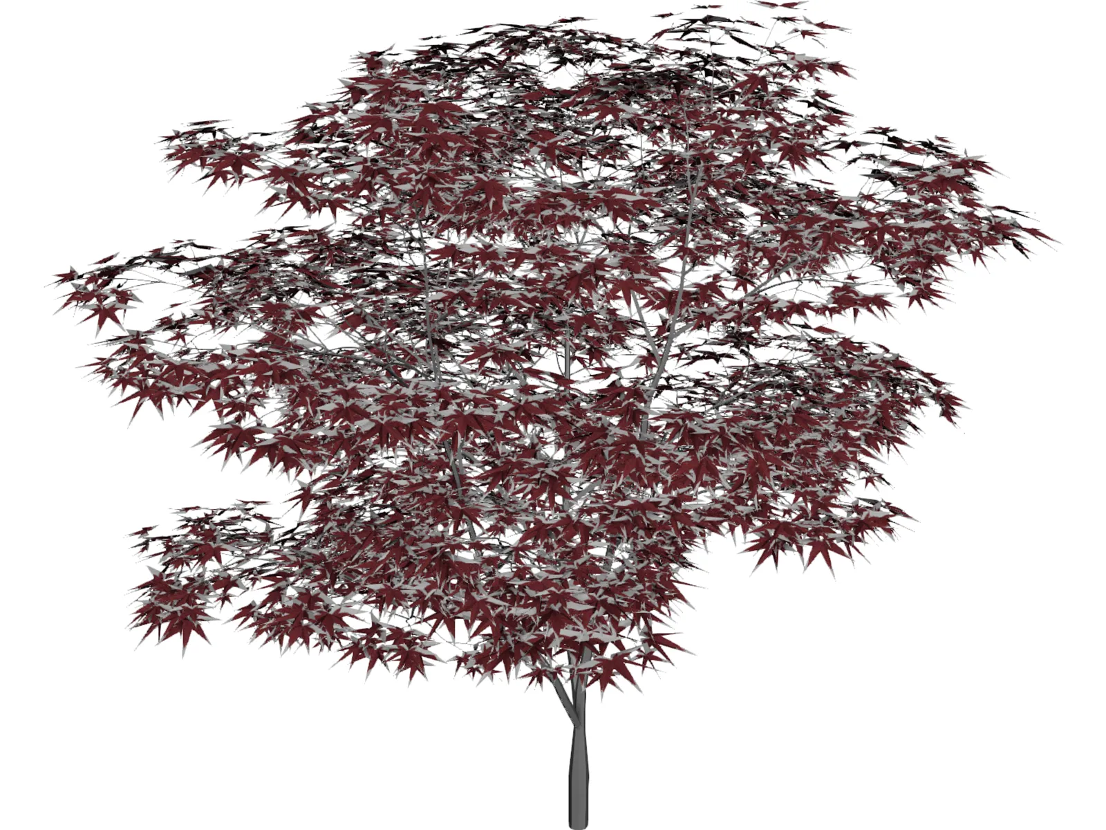Japanese Maple Tree 3D Model main preview