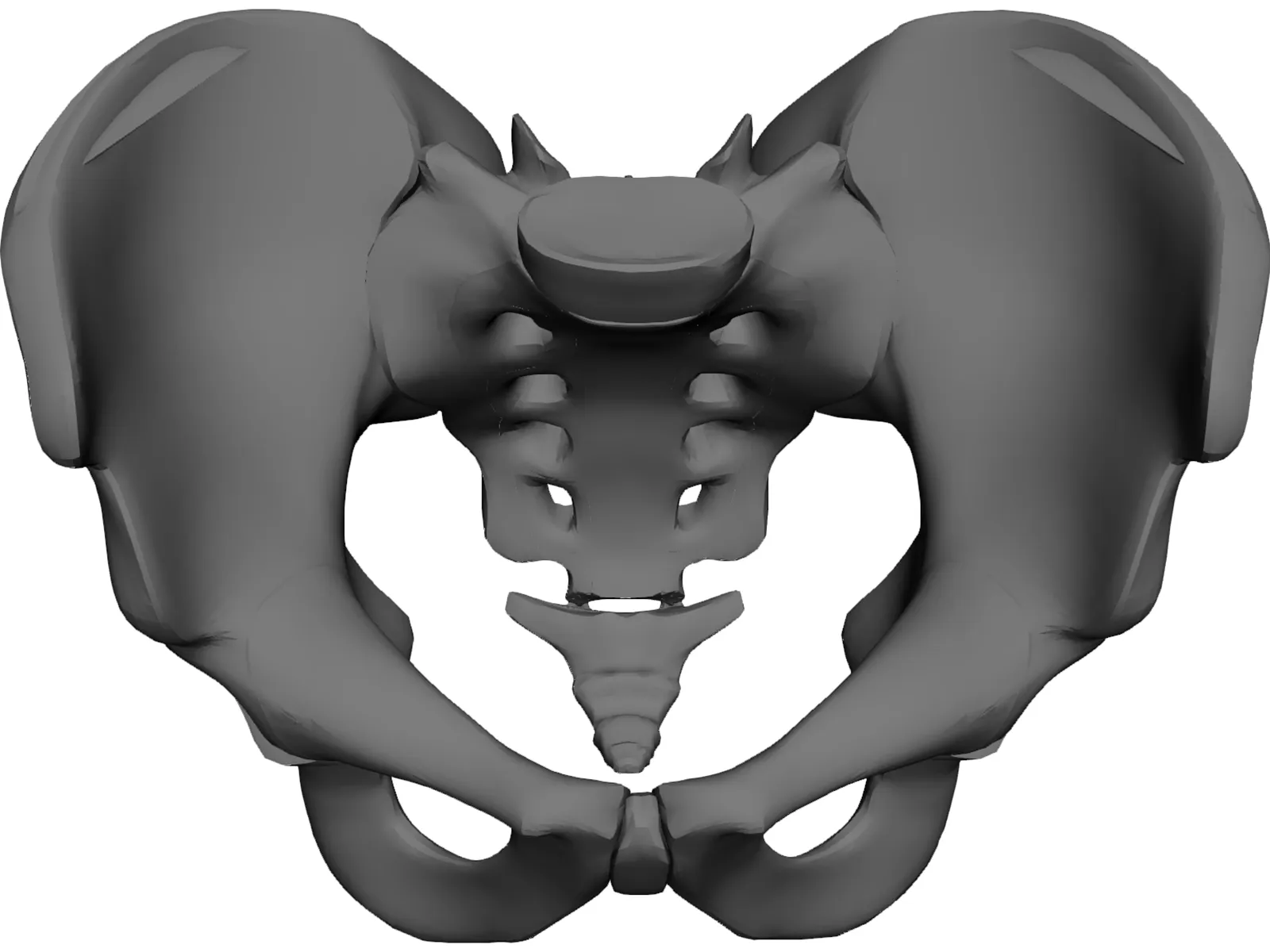 Pelvis and Sacrum 3D Model main preview