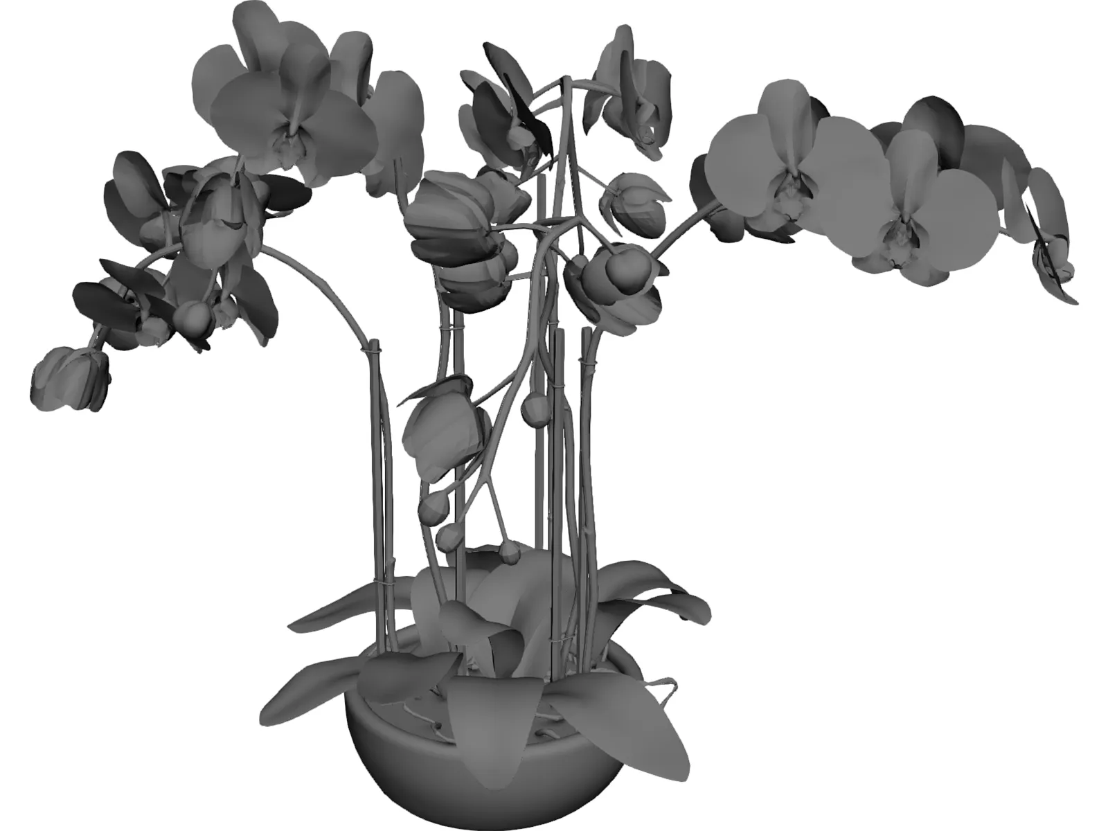 Orchid 3D Model main preview