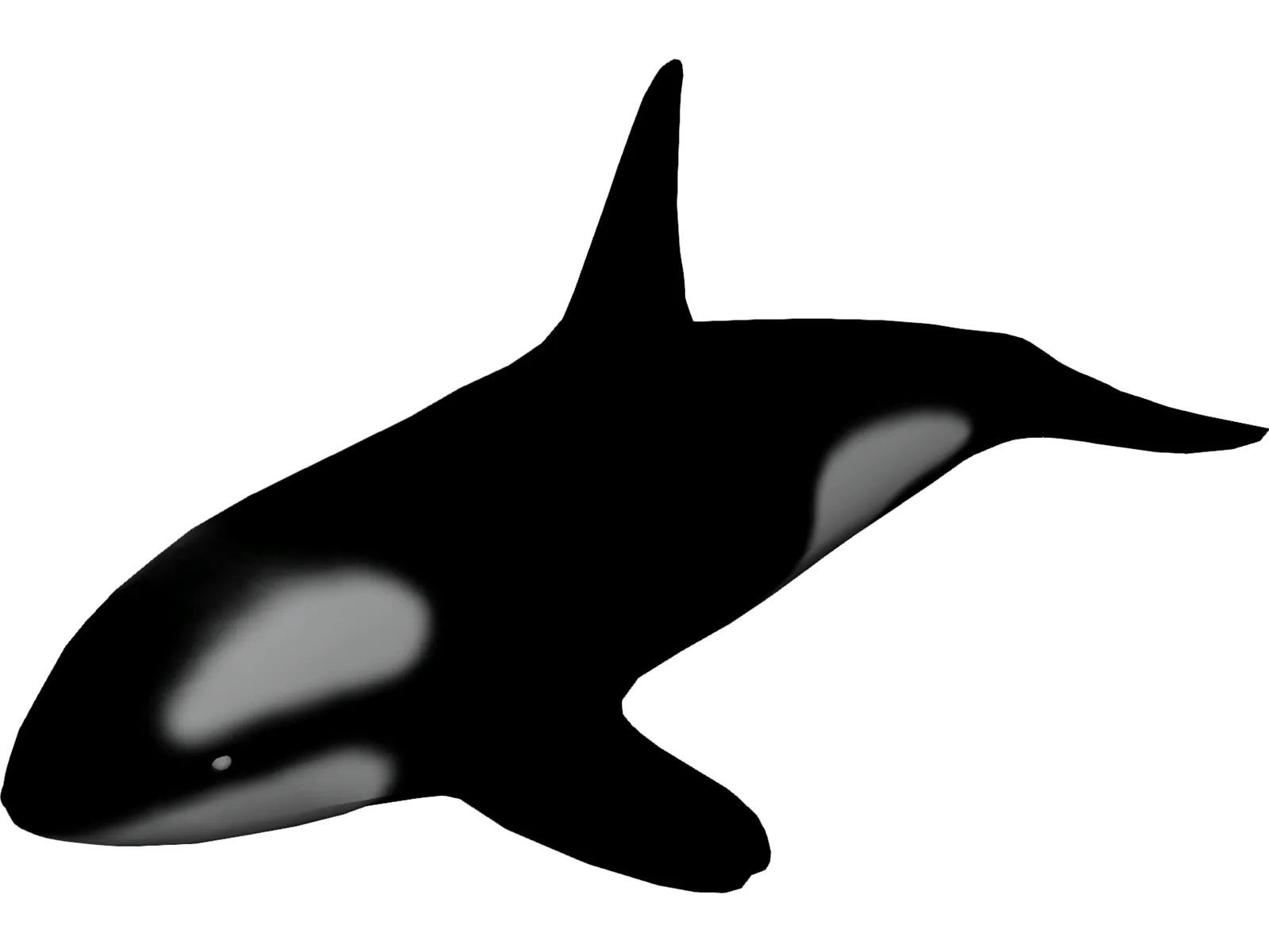 Orca 3D Model main preview