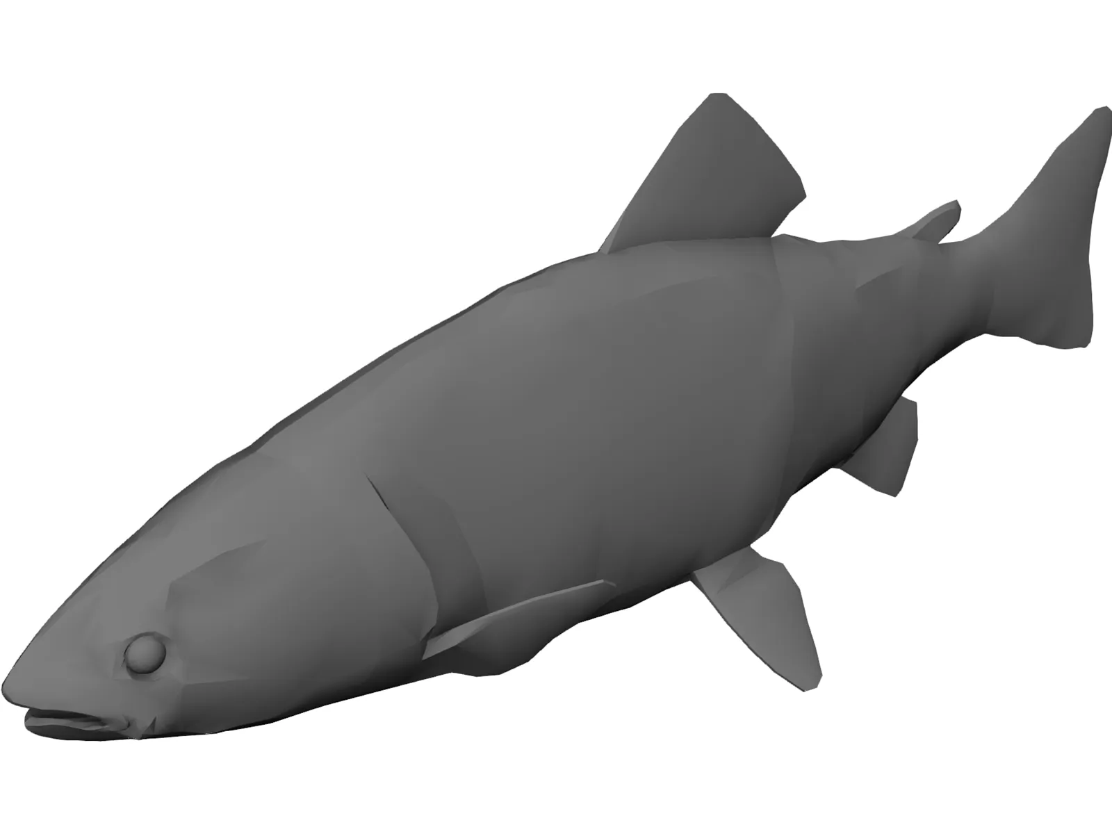 Rainbow Trout 3D Model main preview