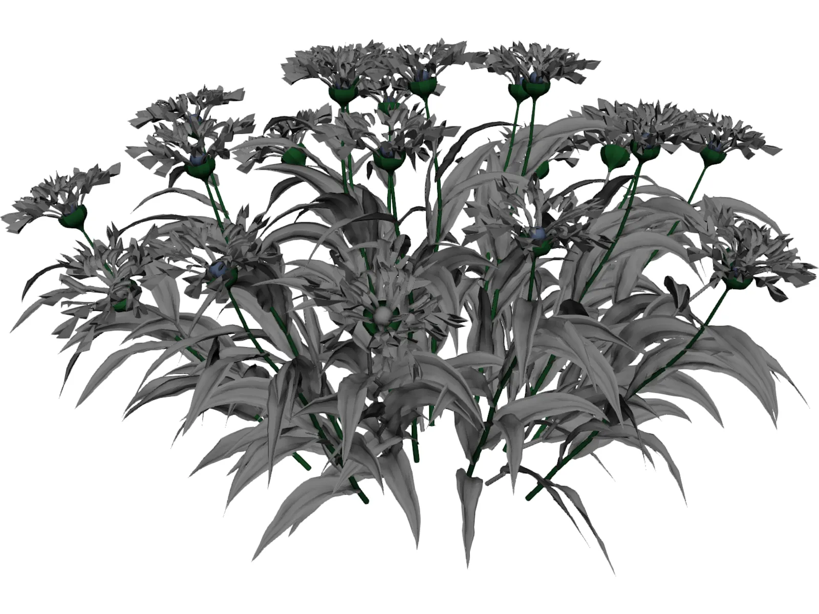 Centaurea Montana 3D Model main preview