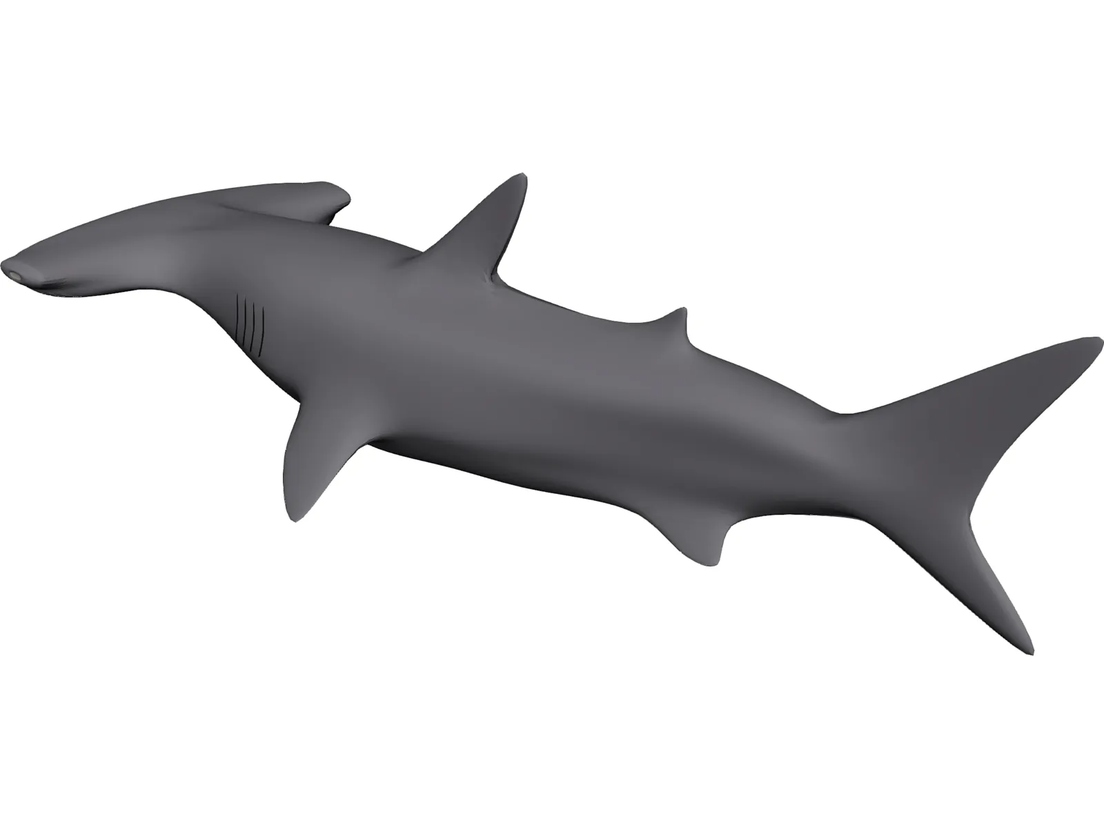 Shark 3D Model main preview