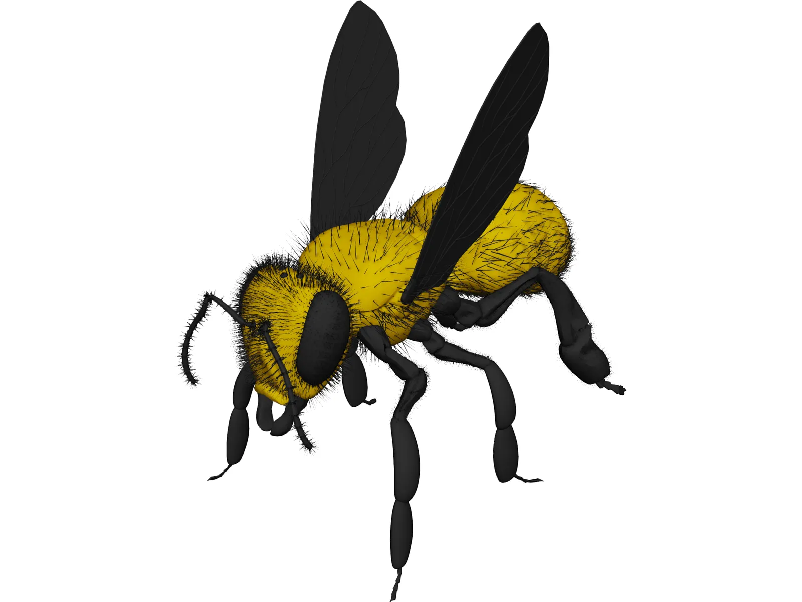 Bee with Fur 3D Model main preview