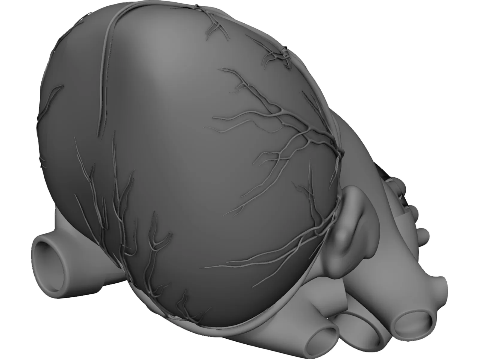 Heart Human 3D Model main preview