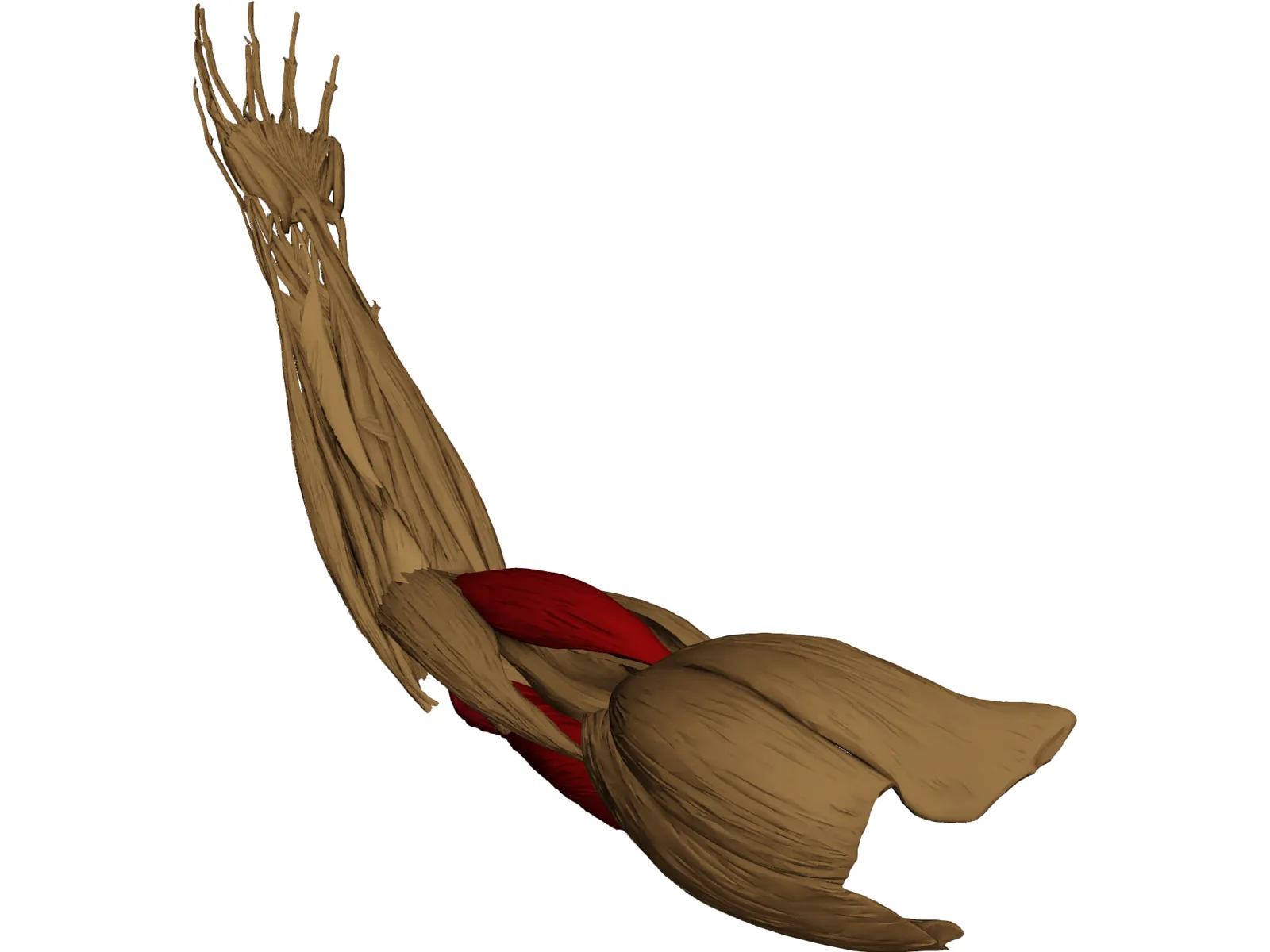 Hand Muscle 3D Model main preview