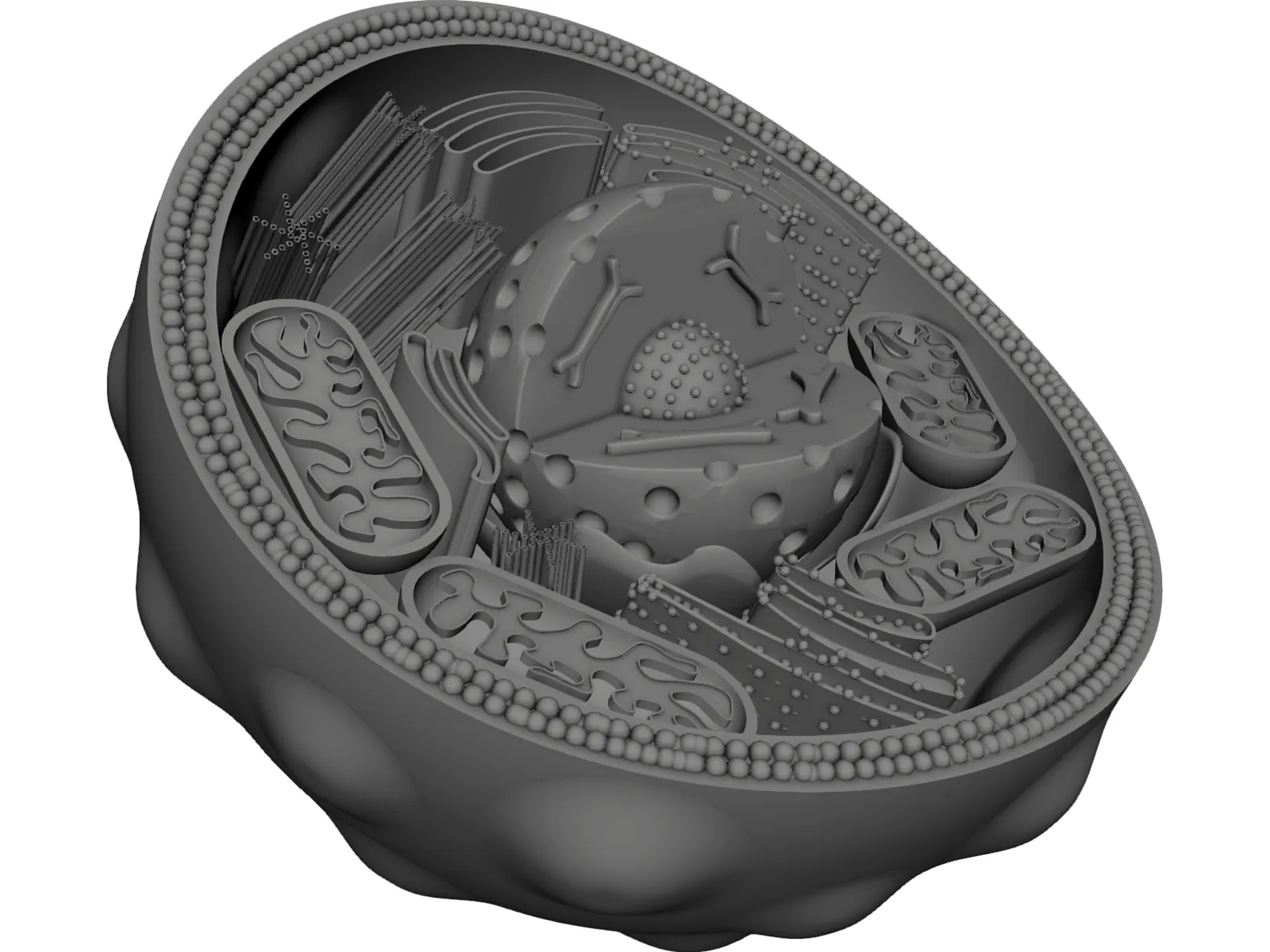 Animal Cell 3D Model main preview