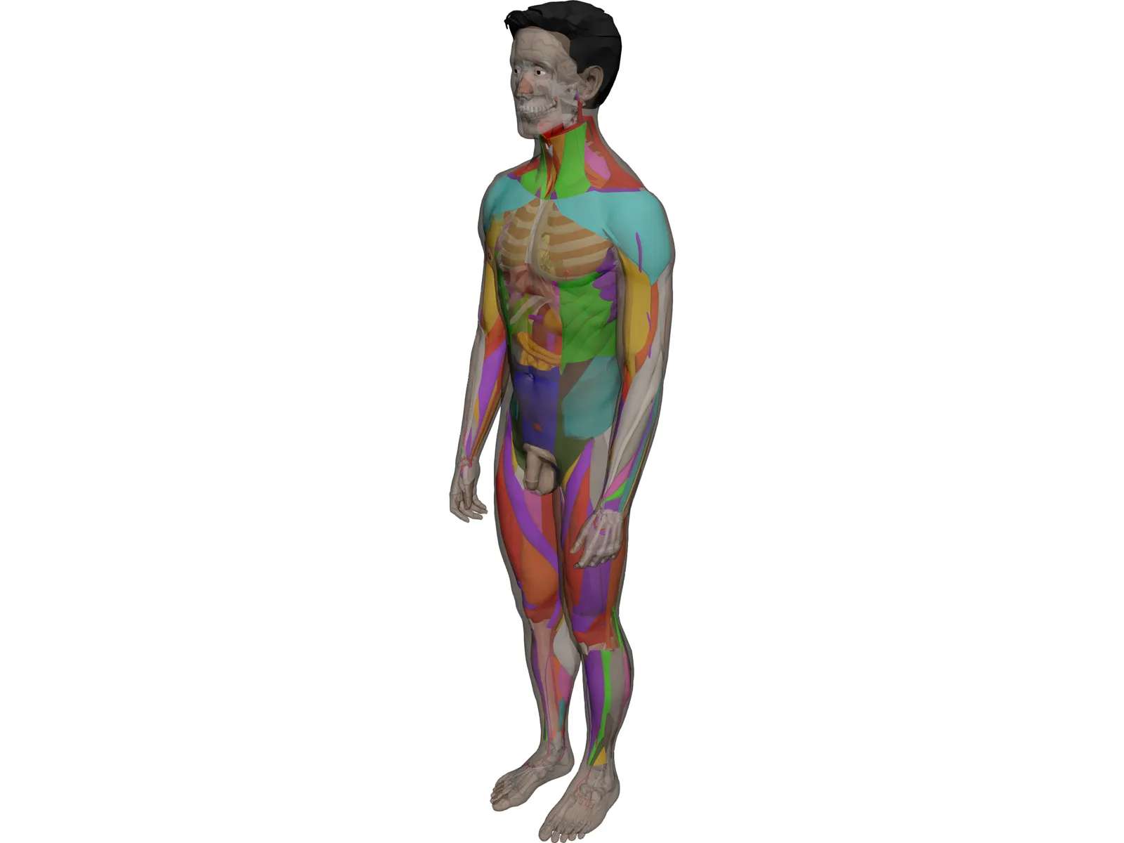 Human Male Complete Anatomy 3D Model main preview