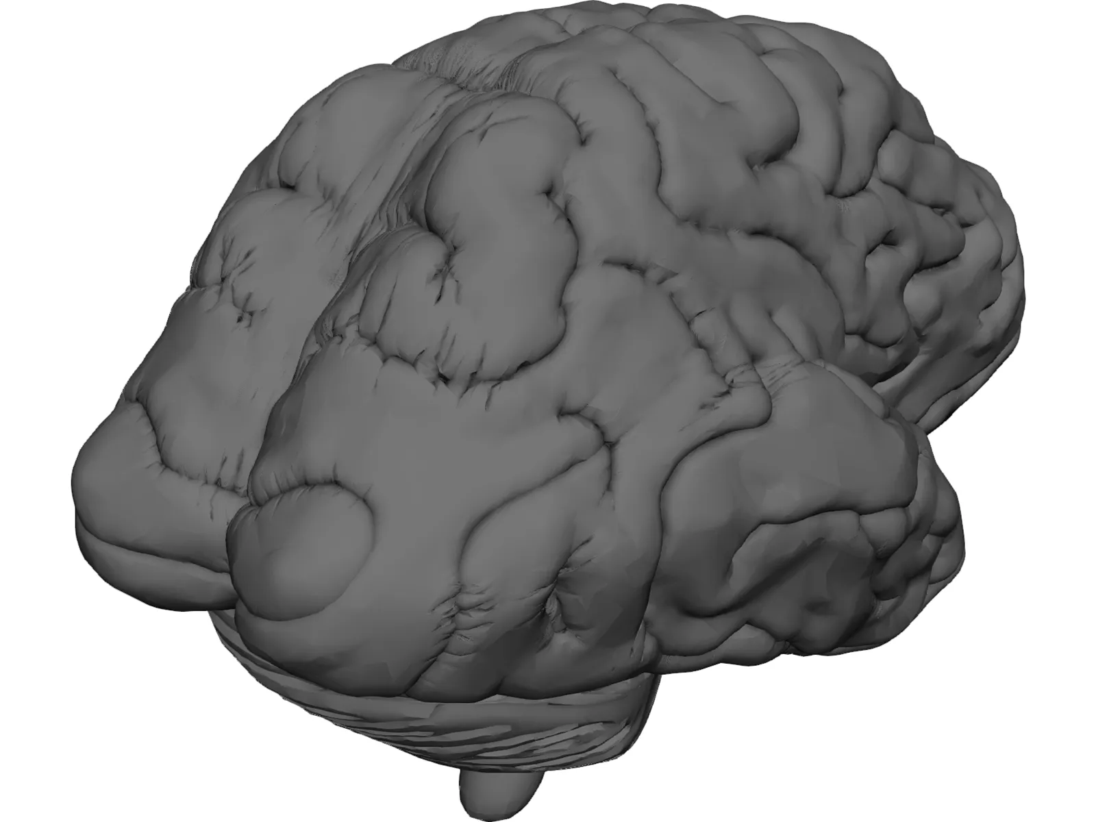 Brain 3D Model main preview