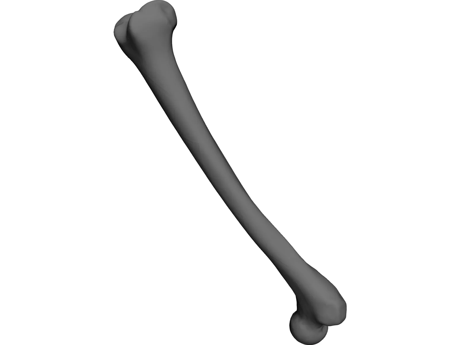 Femur Bone 3D Model main preview