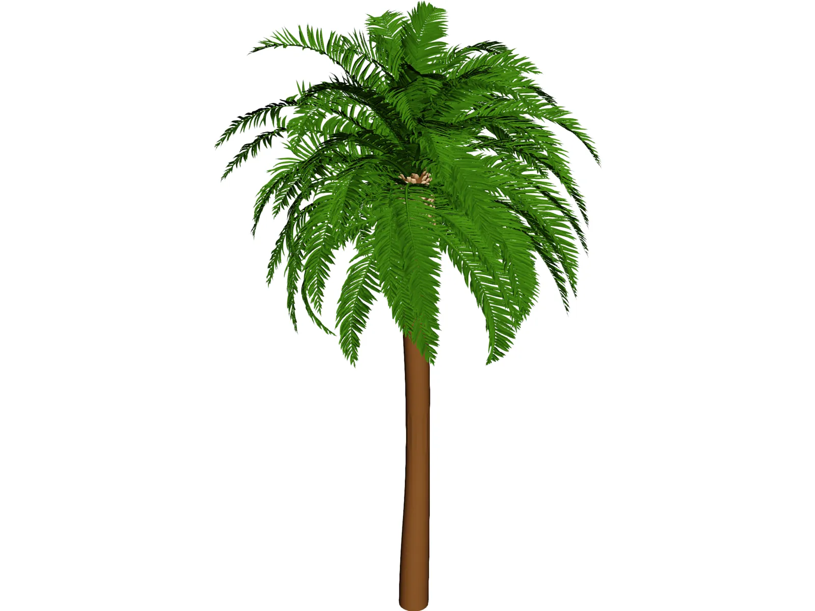 Coconut Tree 3D Model main preview