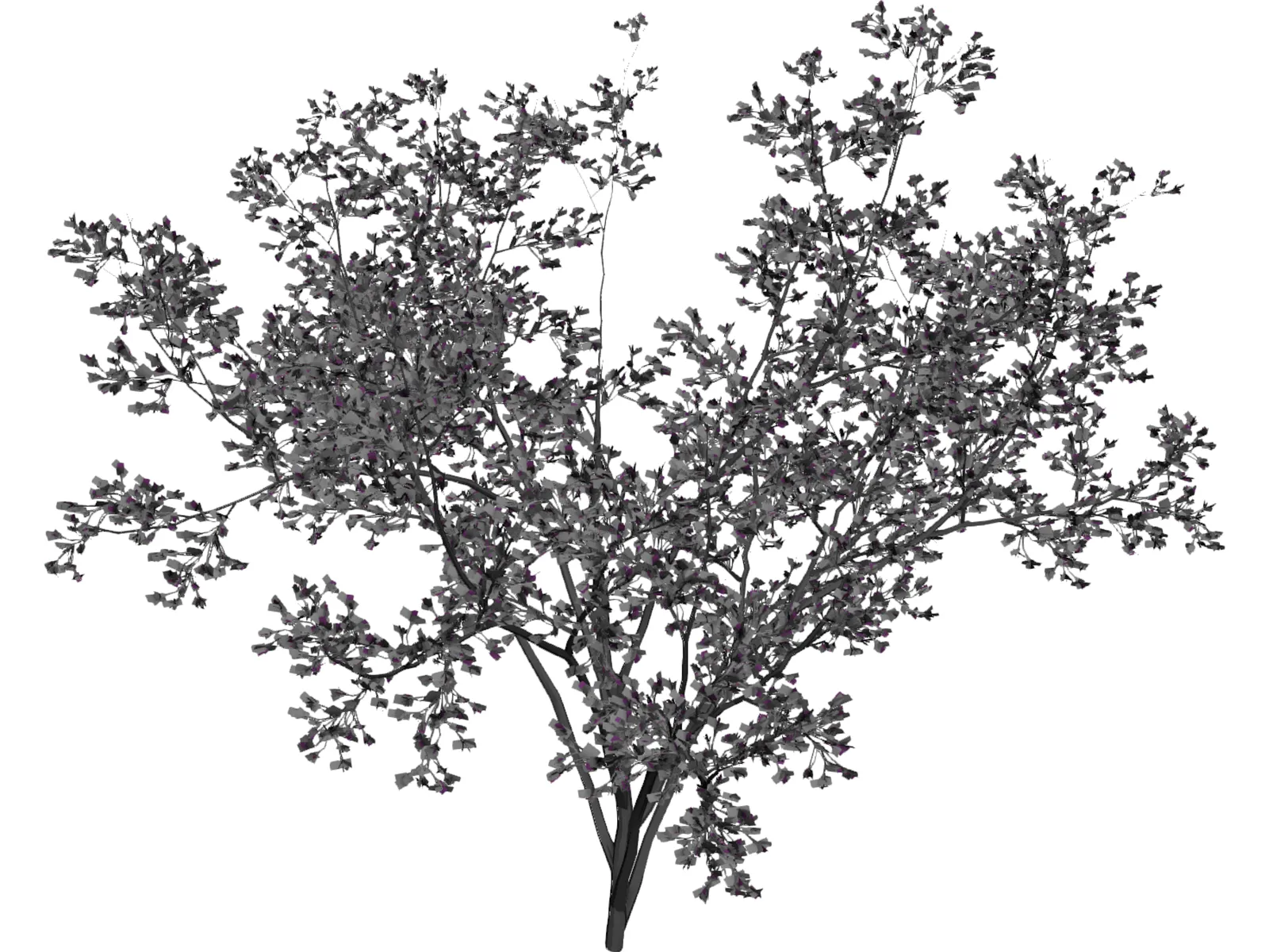 Cercis Siliquastrum Tree 3D Model main preview