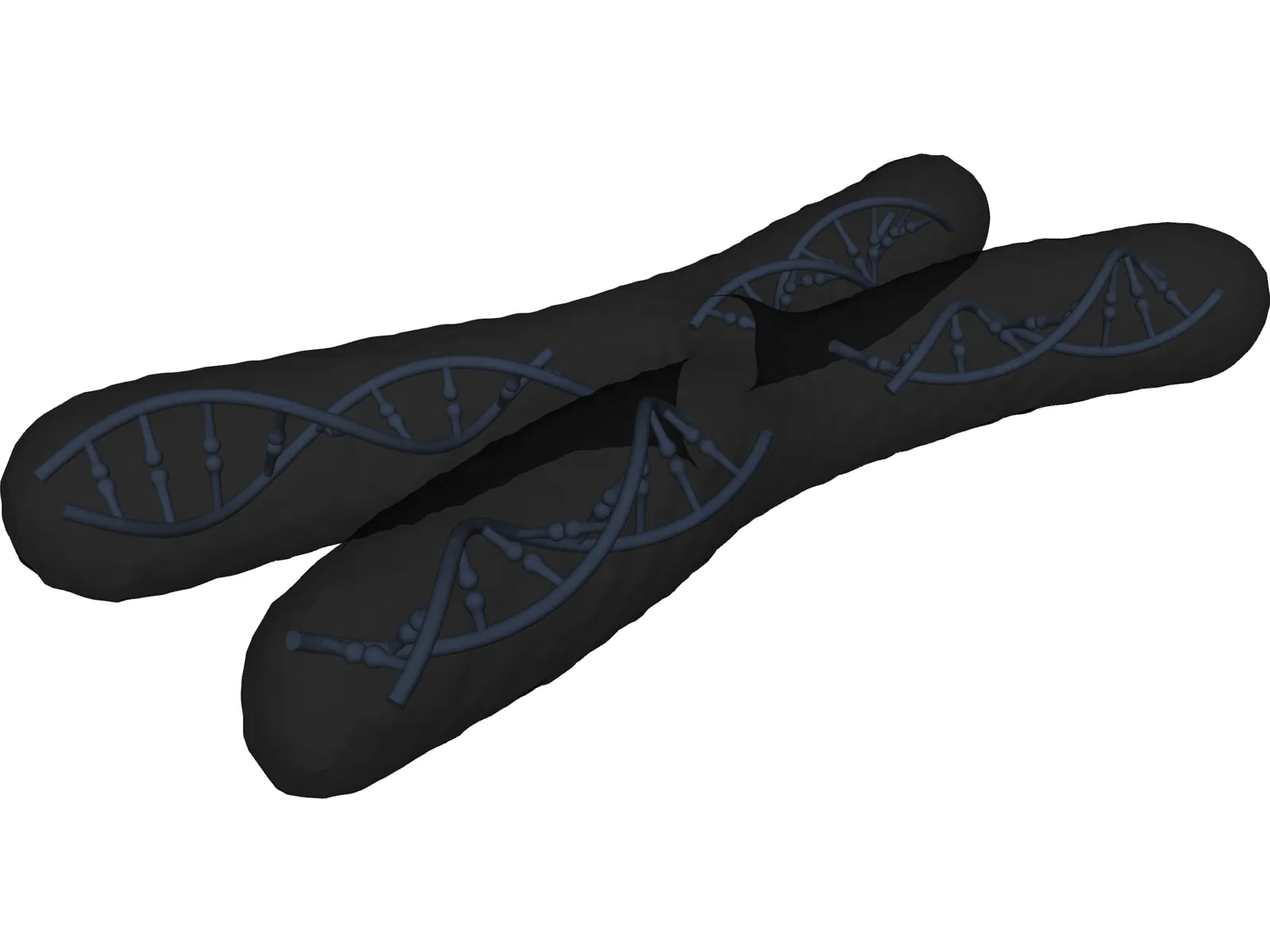 Human Chromosome 3D Model main preview