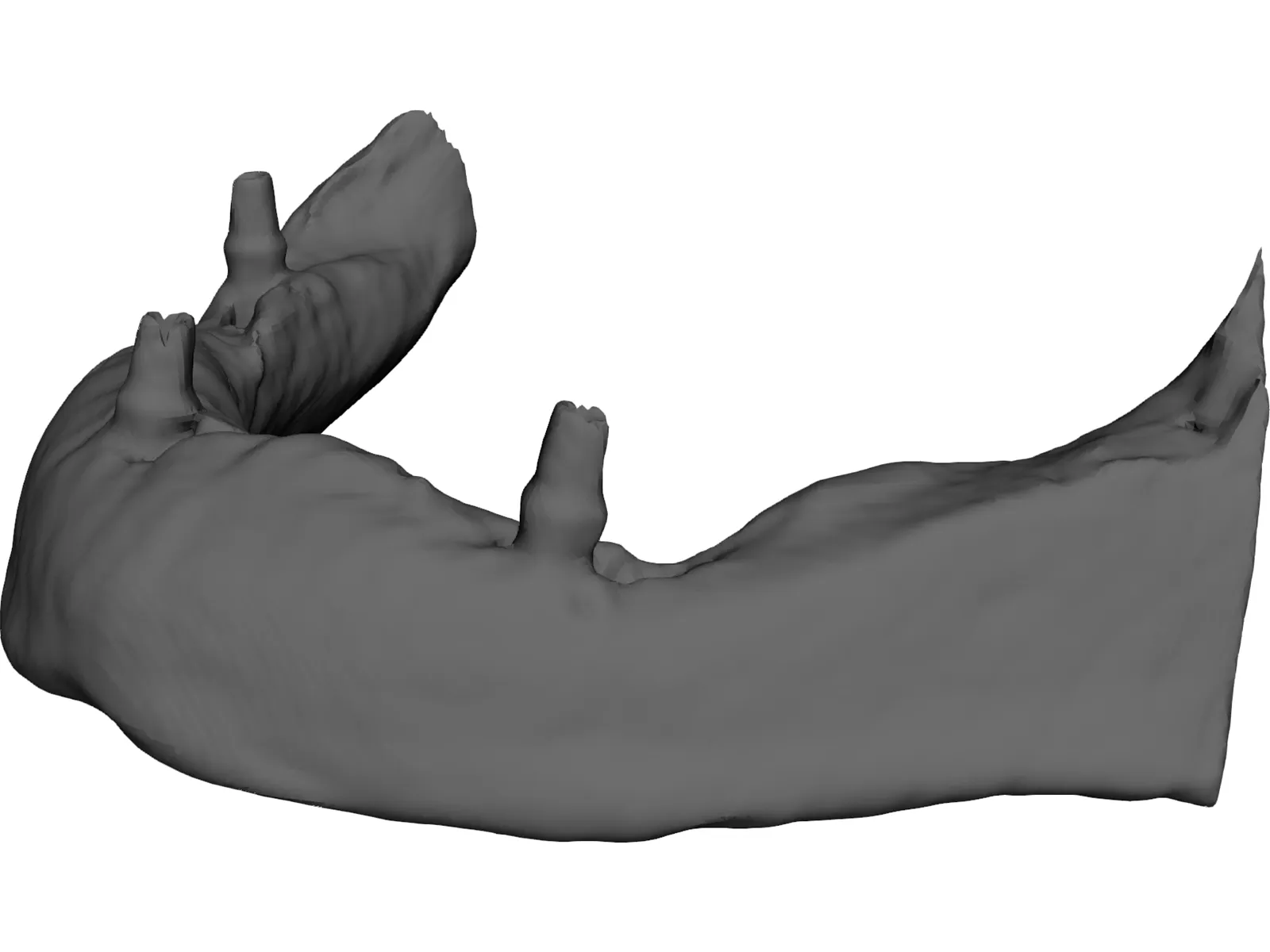 Dental Jaw 3D Model main preview