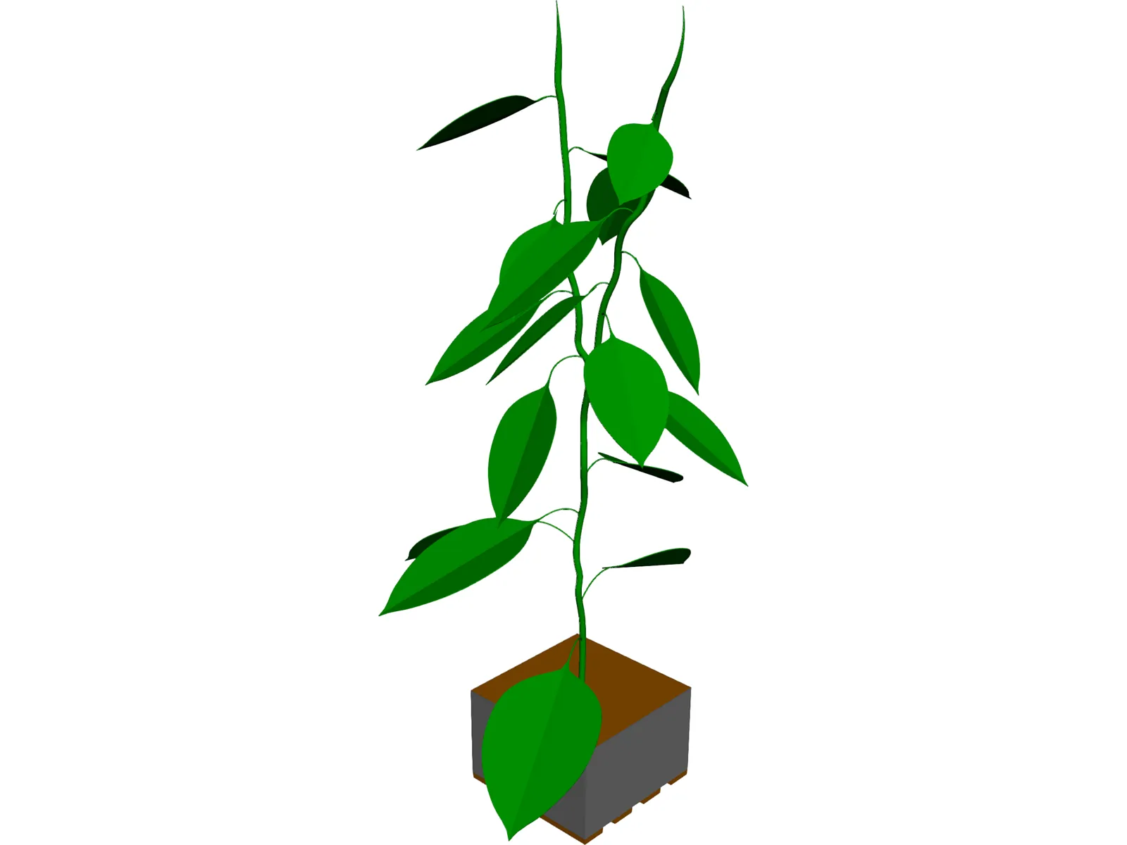 Bell Pepper Plant 3D Model main preview