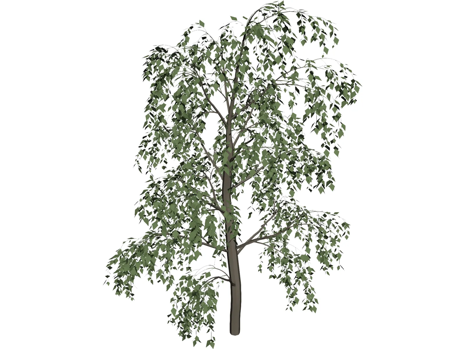 Birch Tree 3D Model main preview