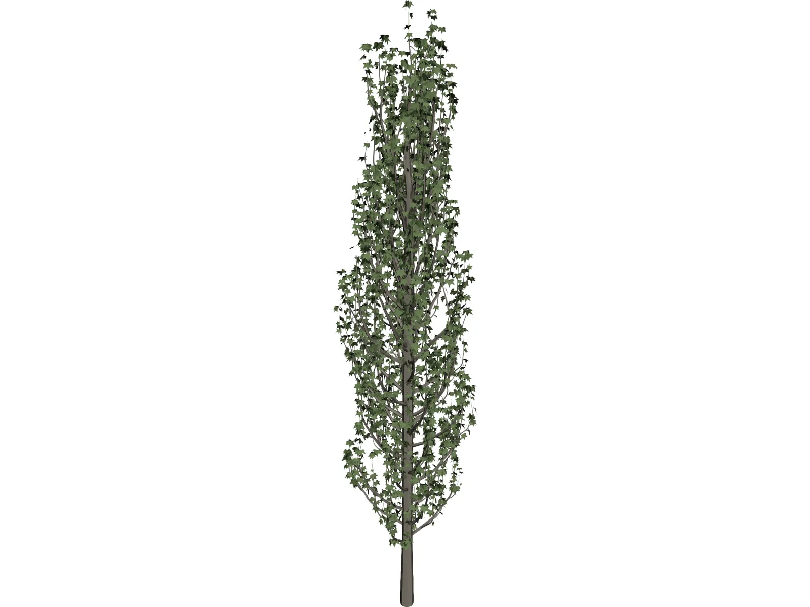 Cypress Tree 3D Model main preview