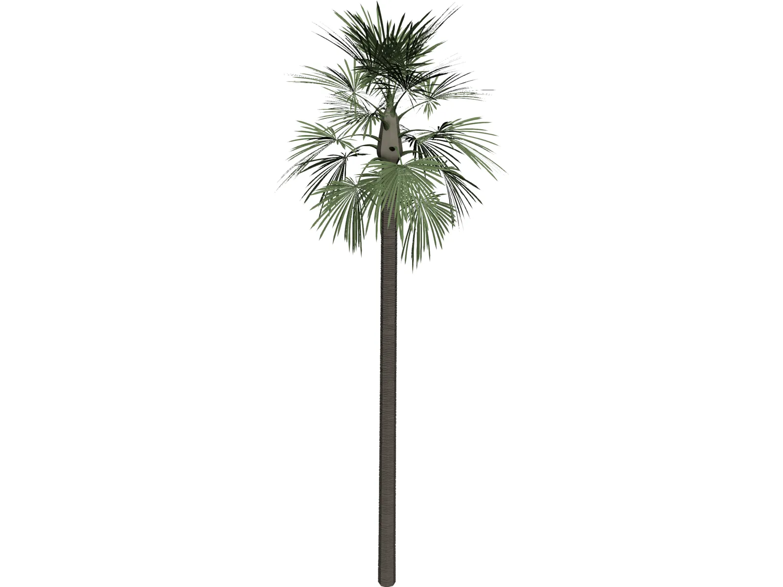 Tree Palm Fan 3D Model main preview