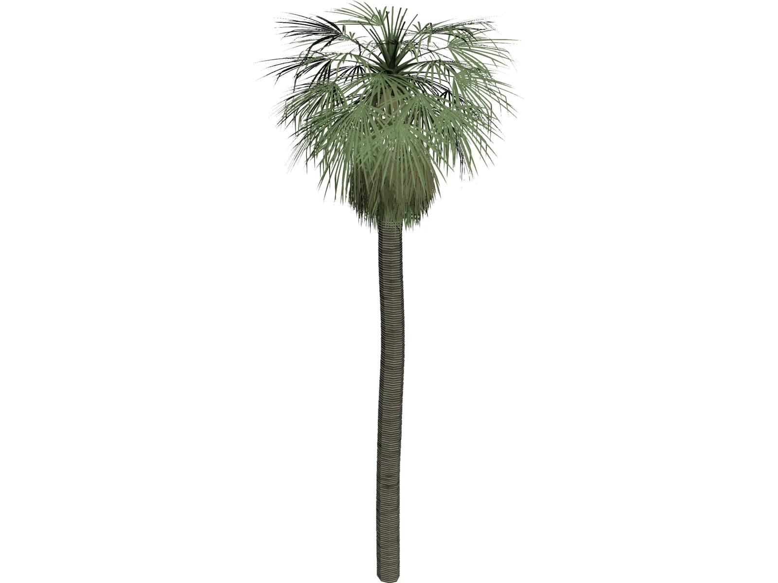 Tree Palm Washingtonia 3D Model main preview
