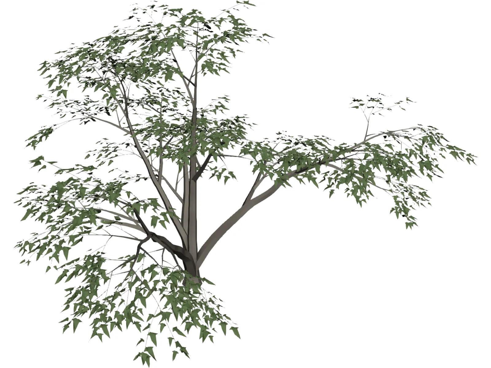 Mesquite Tree 3D Model main preview