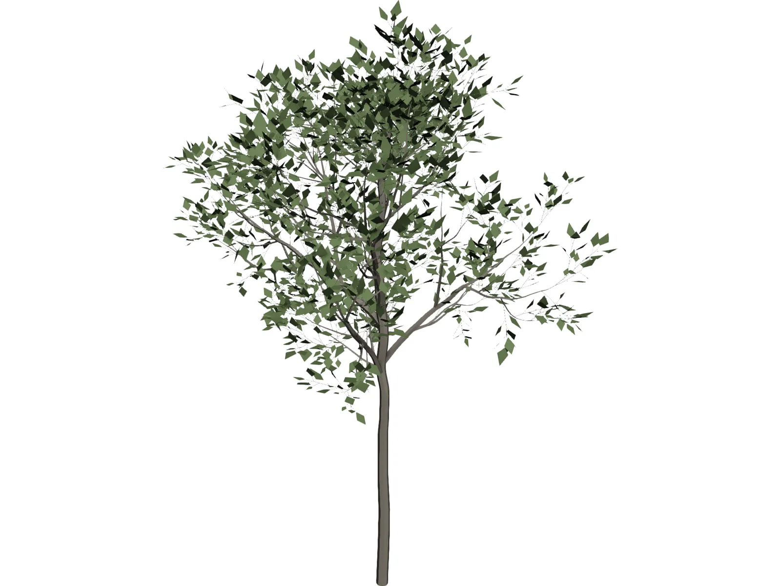 Magnolia Tree 3D Model main preview