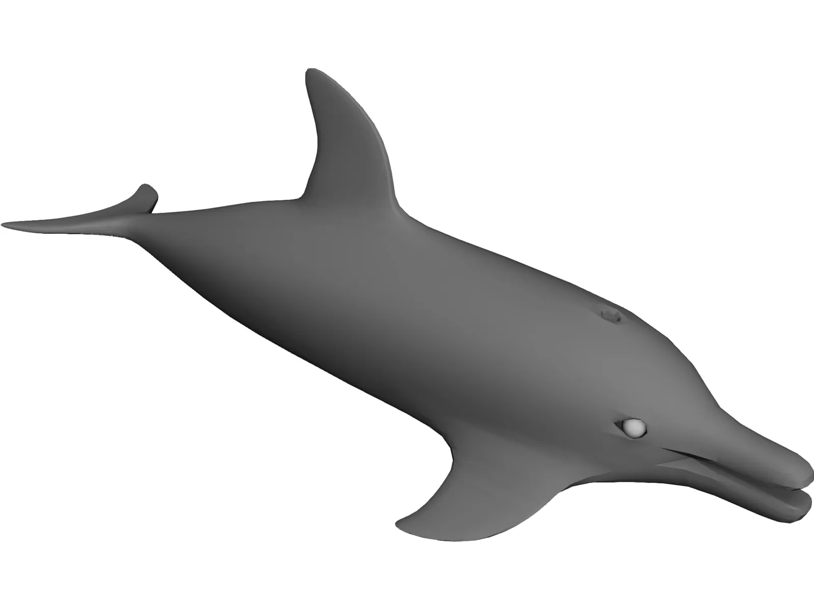 Dolphin 3D Model main preview