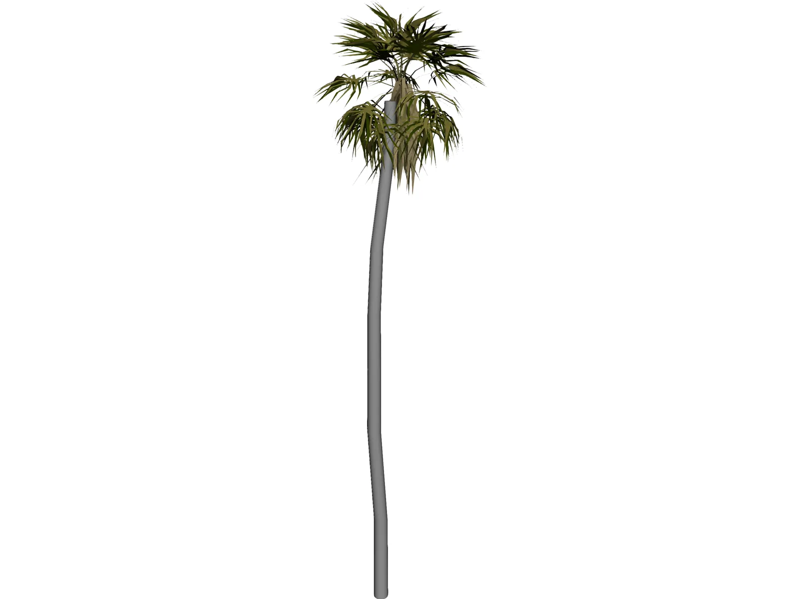 Tree Palm 3D Model main preview