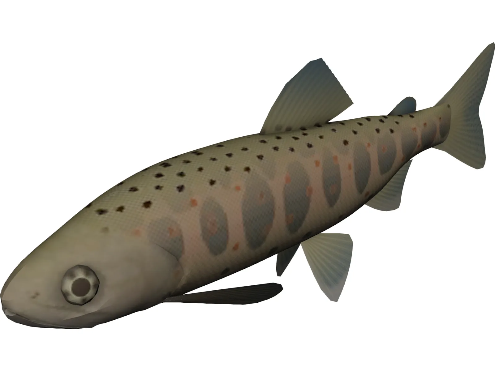 Amago 3D Model main preview
