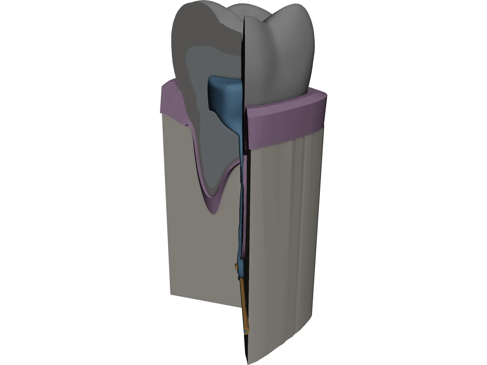 Molar Cutaway 3D Model main preview