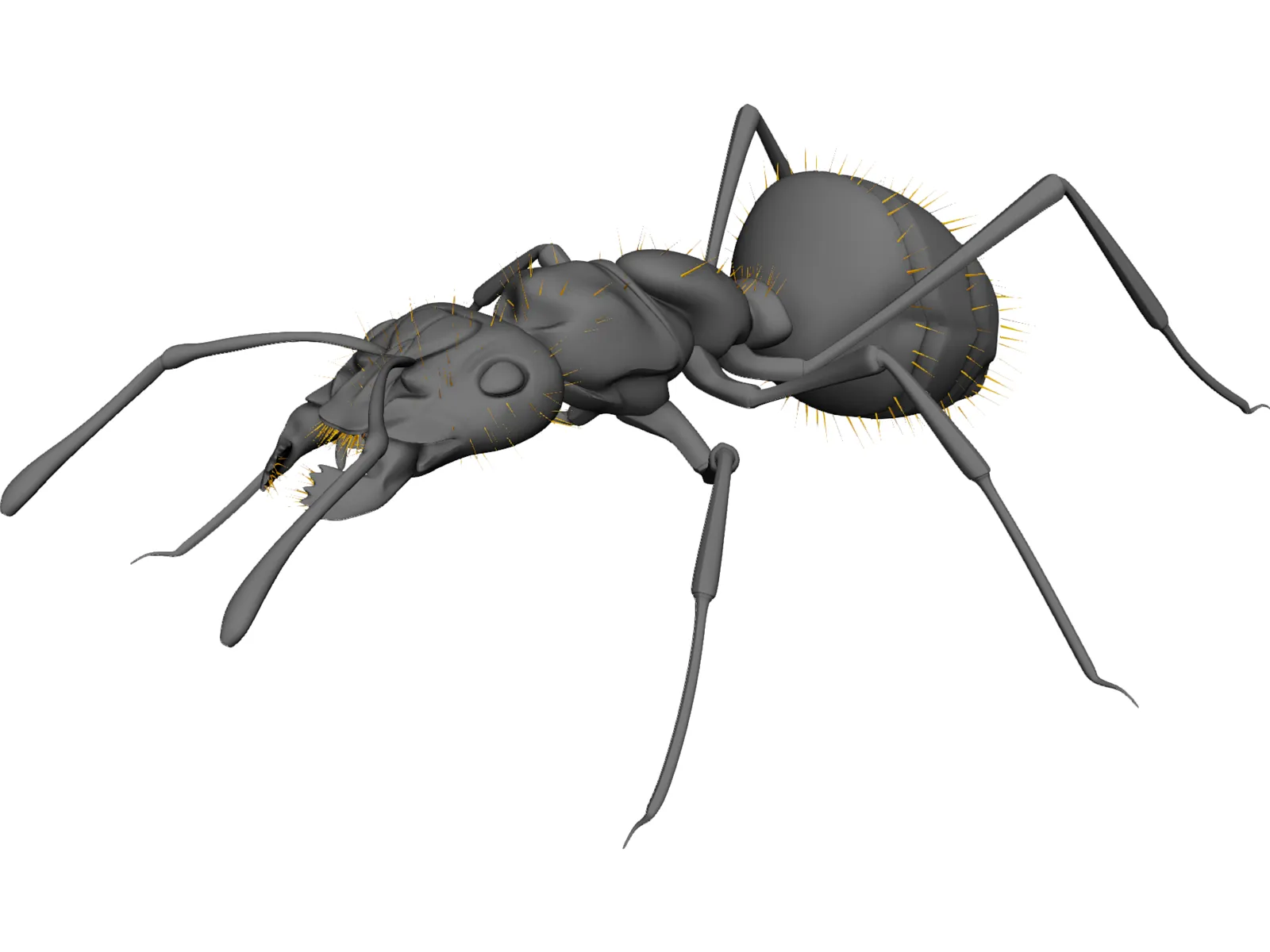 Ant Black 3D Model main preview