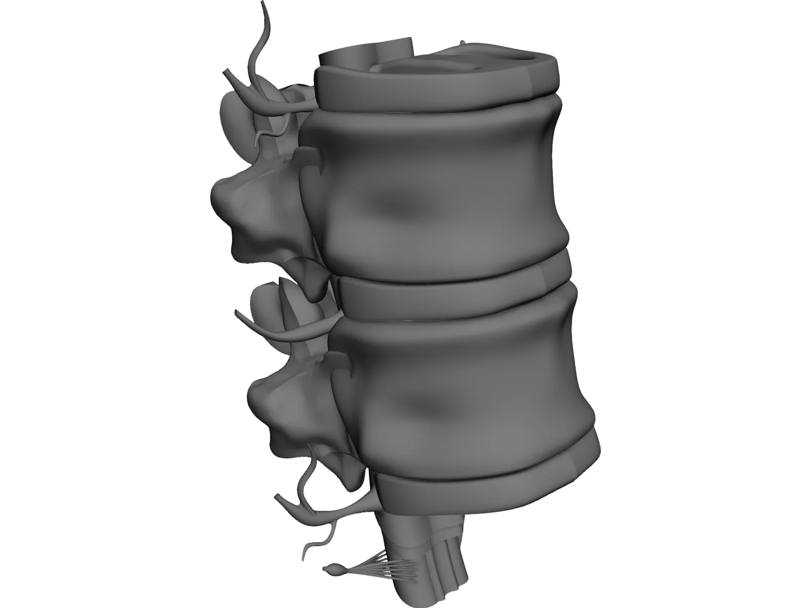 Lumbar Vertebrae 3D Model main preview