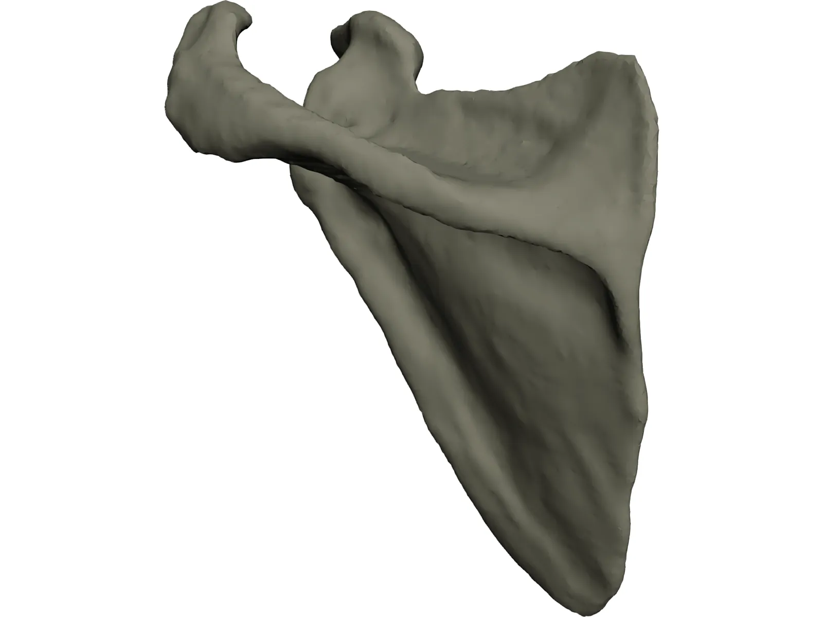 Scapula 3D Model main preview