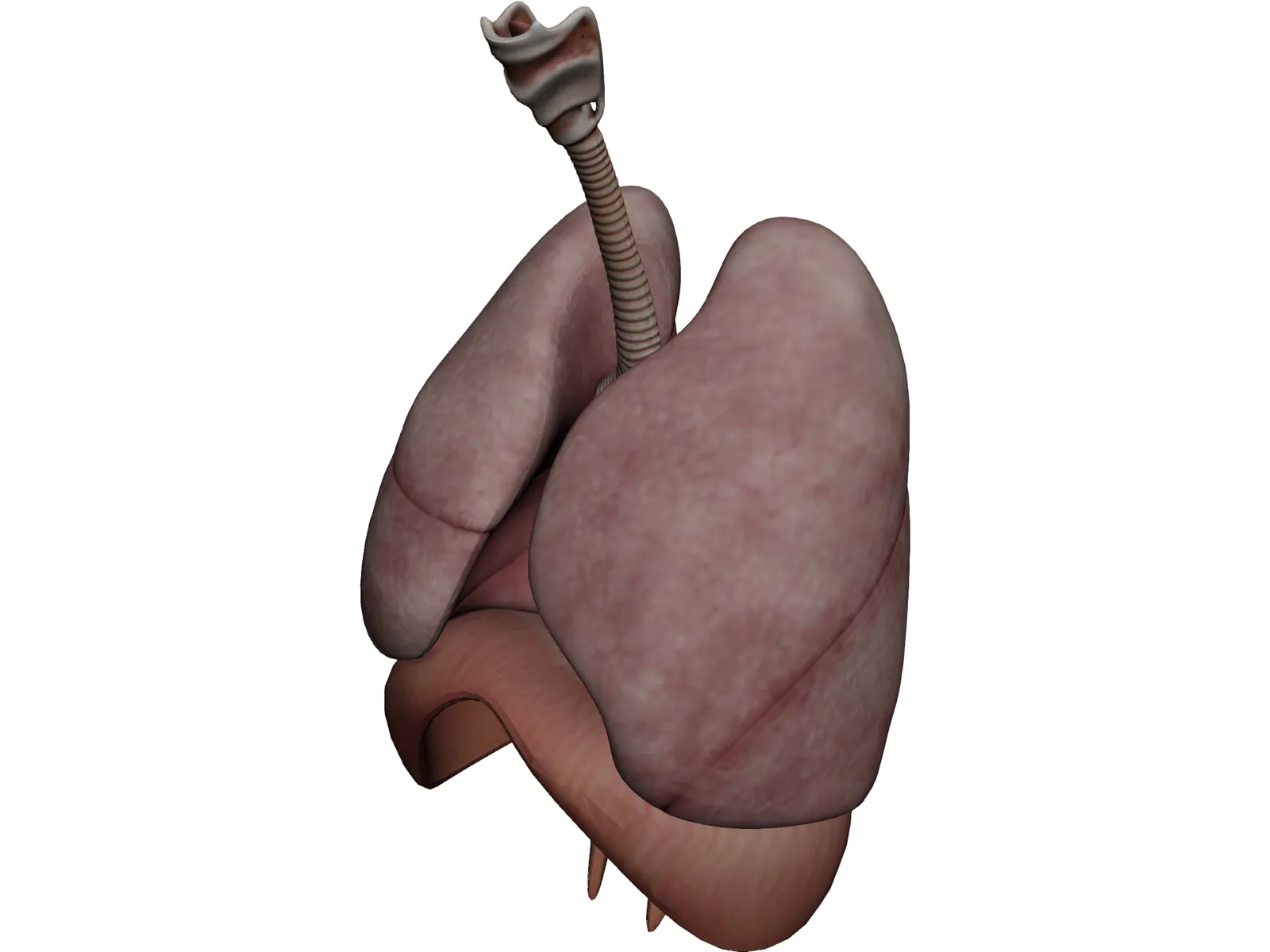 Human Respiratory System 3D Model main preview