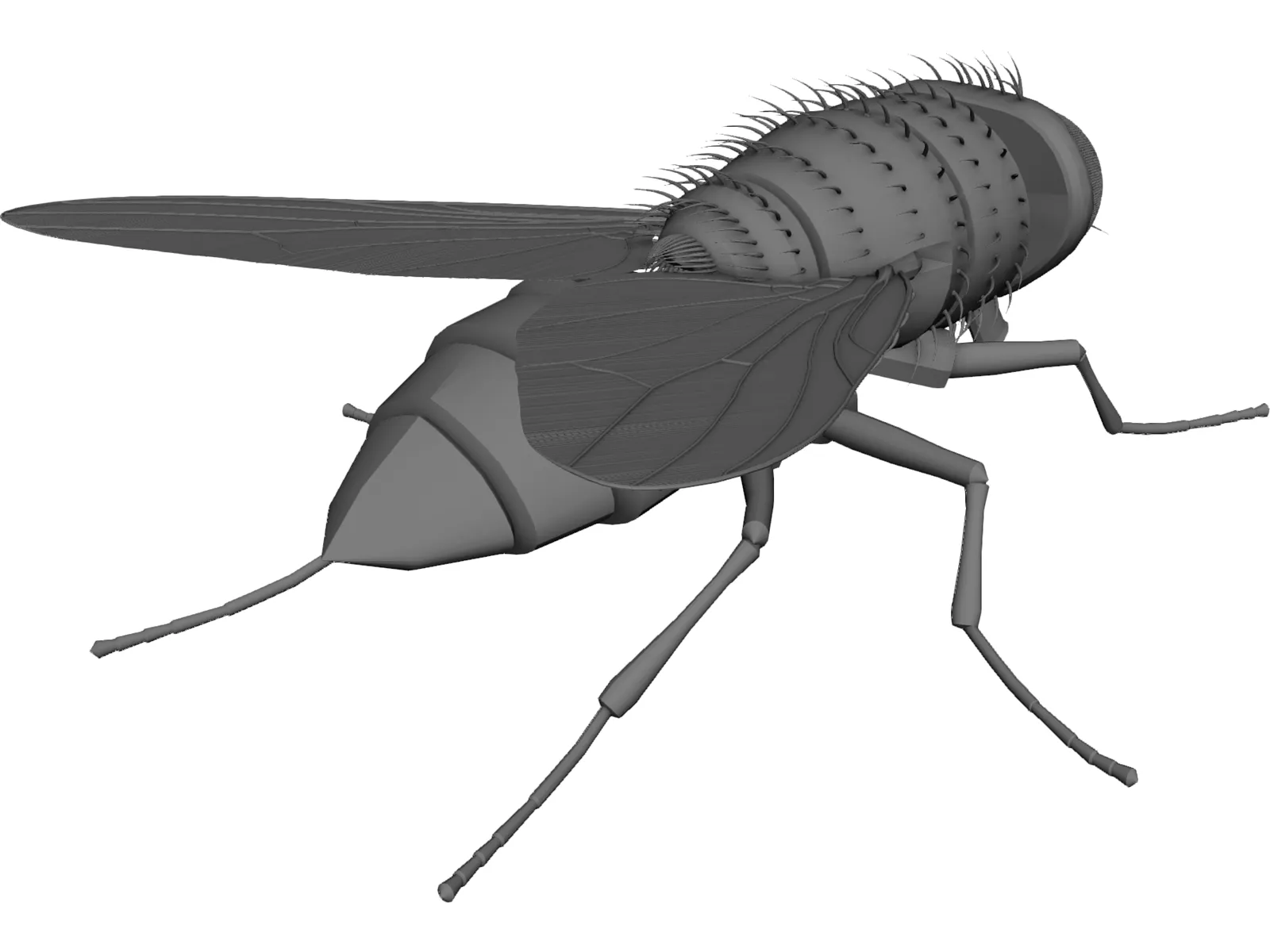 House Fly 3D Model main preview