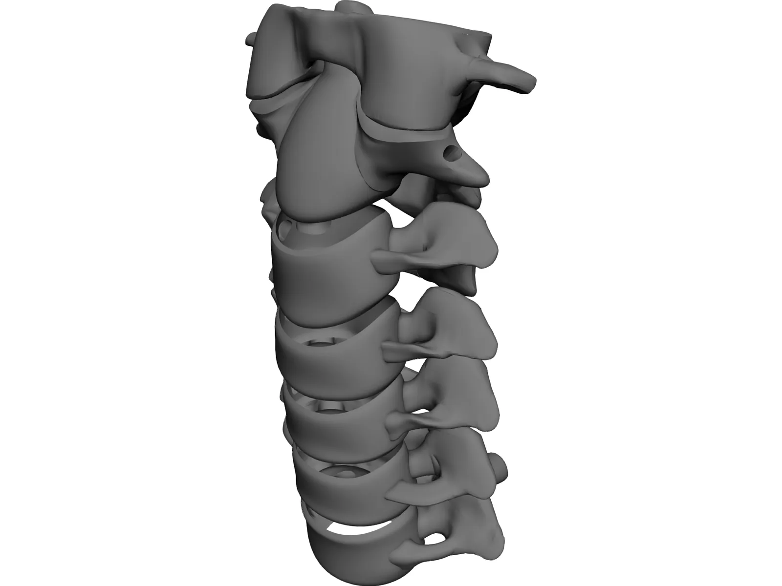Vertebrae Cervical Bones 3D Model main preview