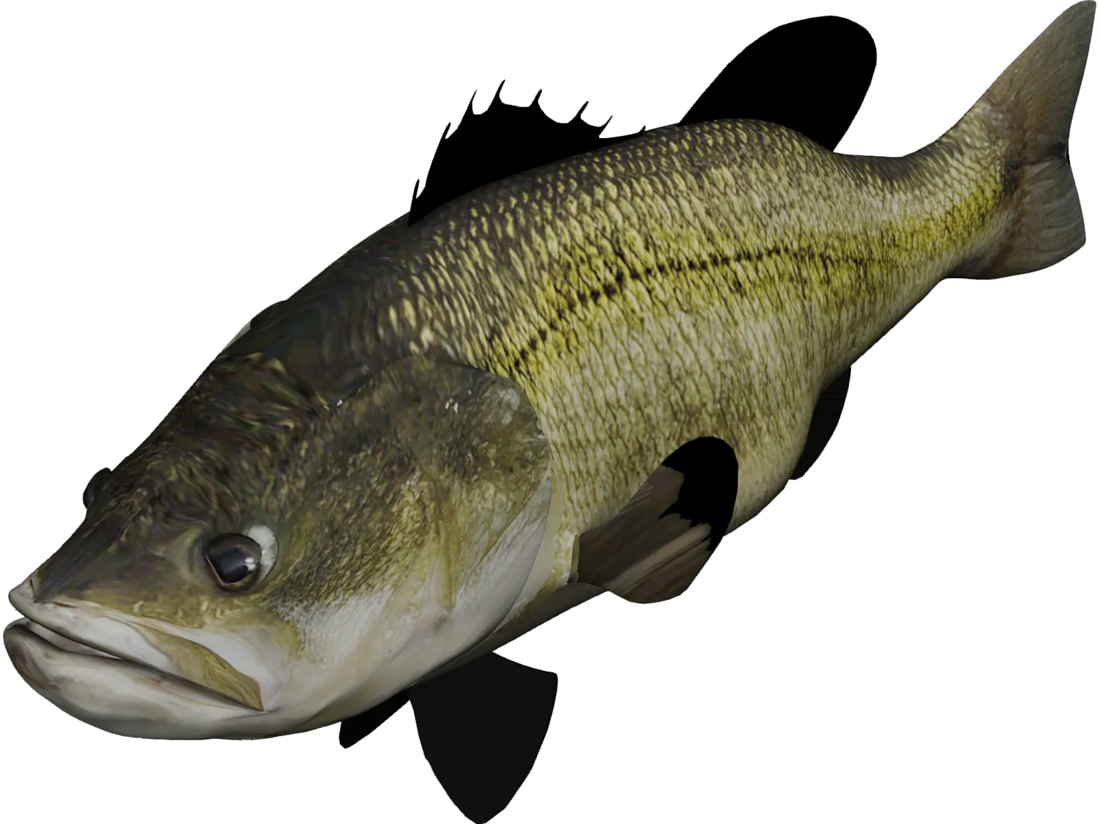 Largemouth Bass 3D Model main preview