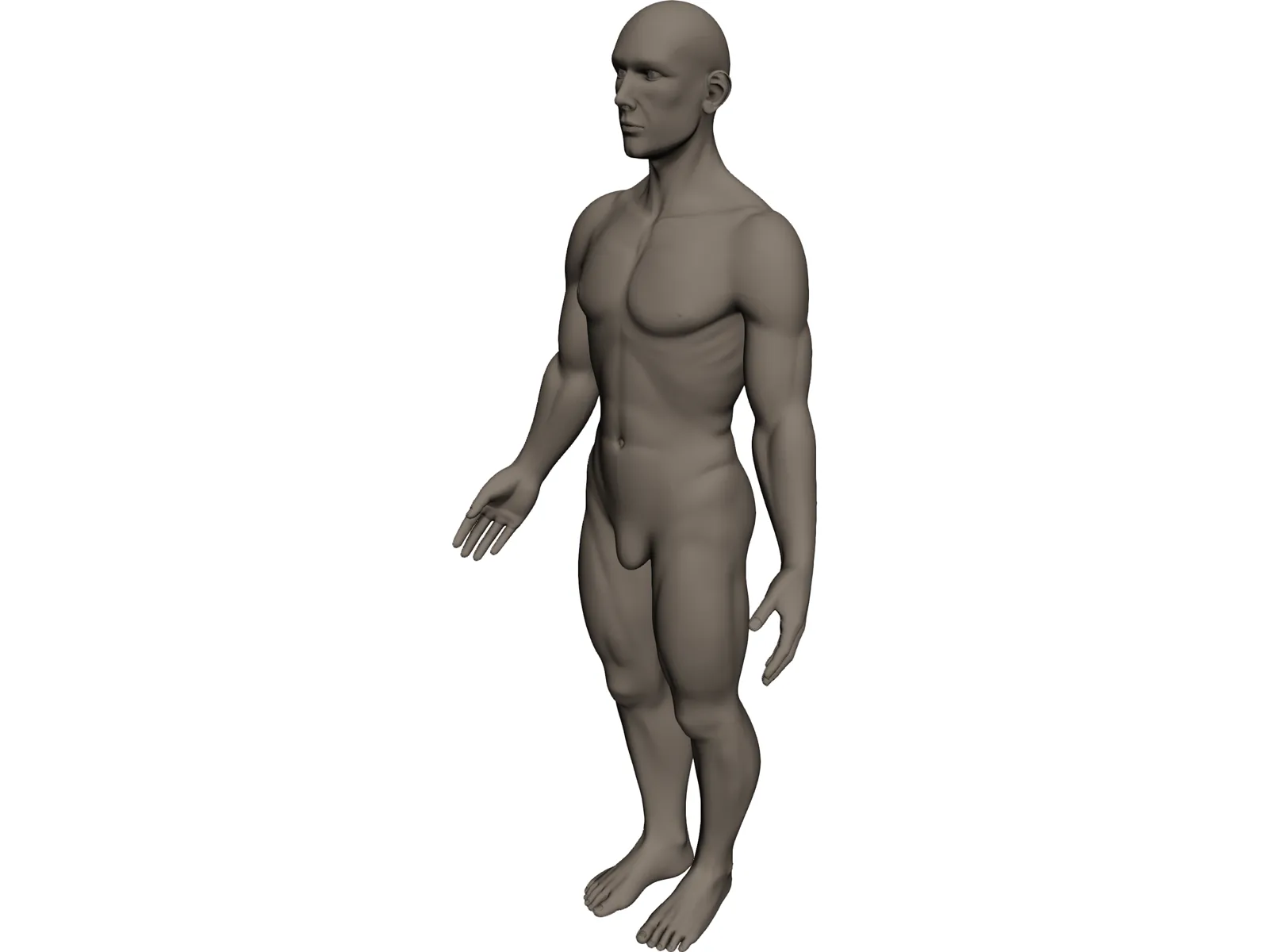Human 3D Model main preview