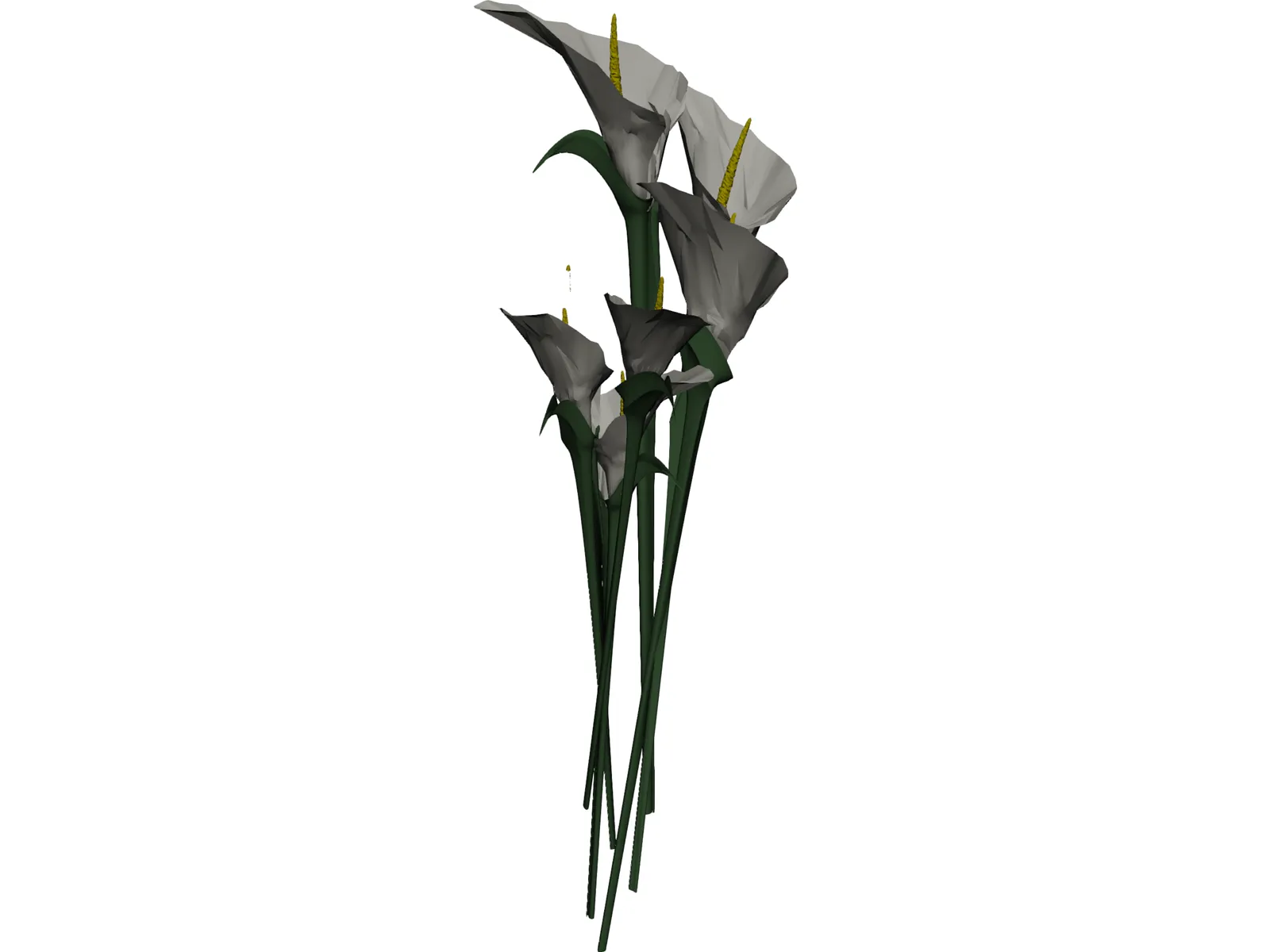 Arum Flower 3D Model main preview