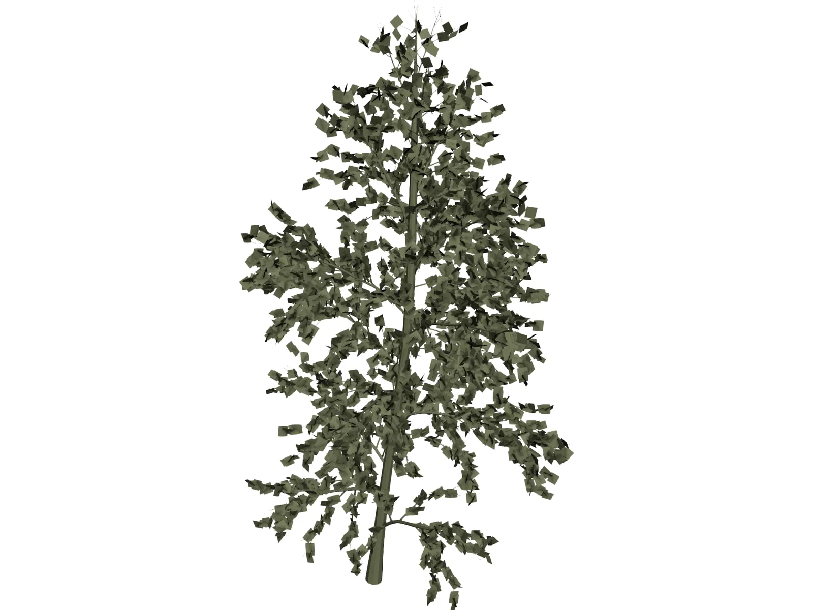 Pioppo Cipressino 3D Model main preview