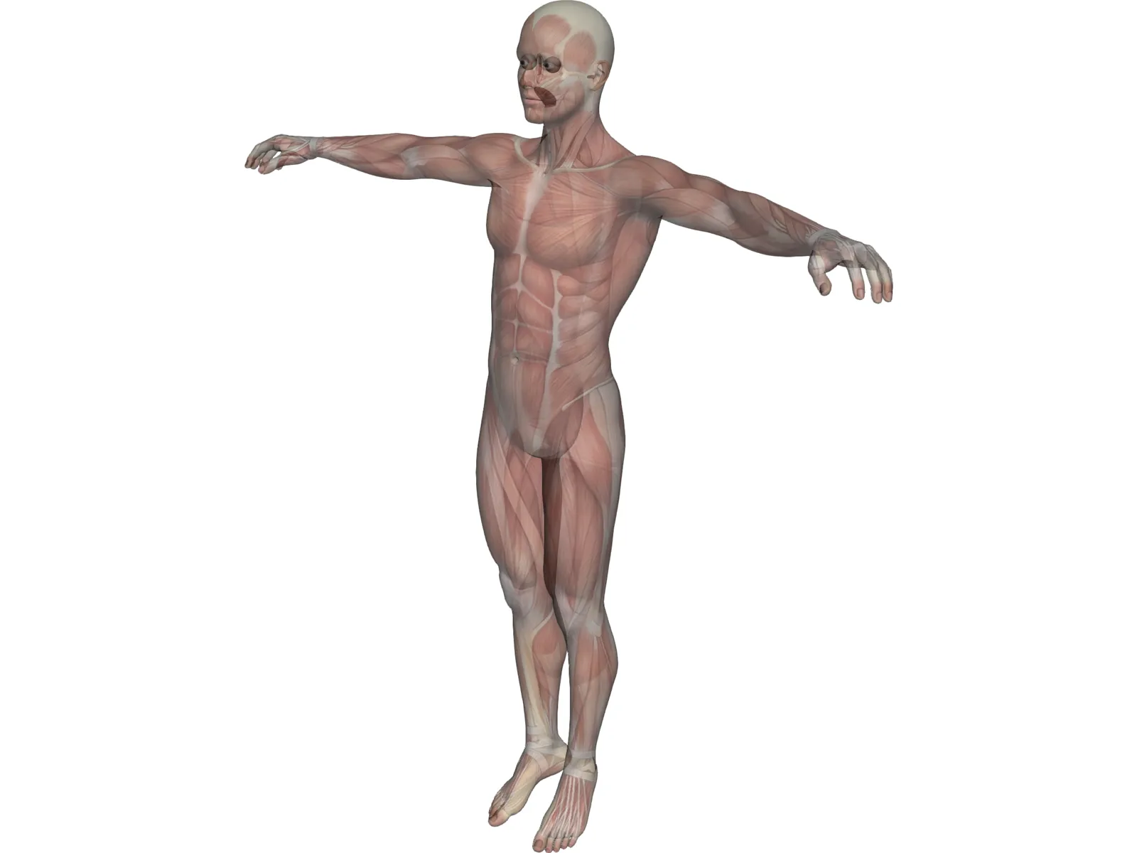 Human Body with Muscles 3D Model main preview