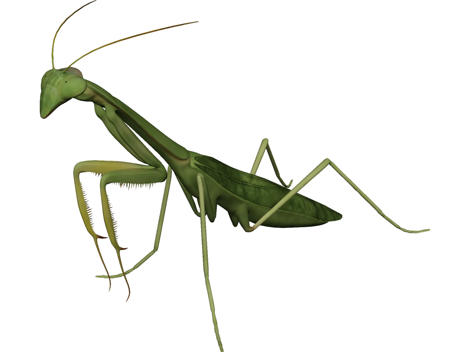 Mantis Praying 3D Model main preview