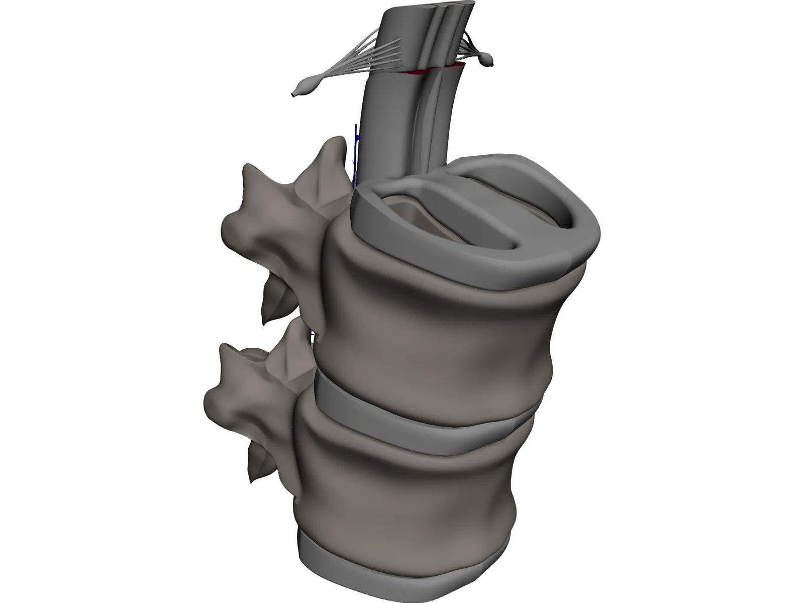 Vertebra 3D Model main preview