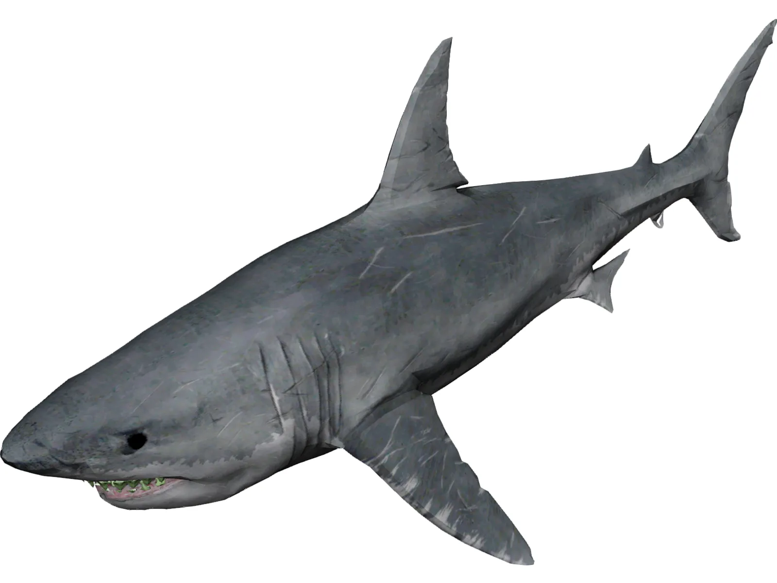 Great White Shark 3D Model main preview