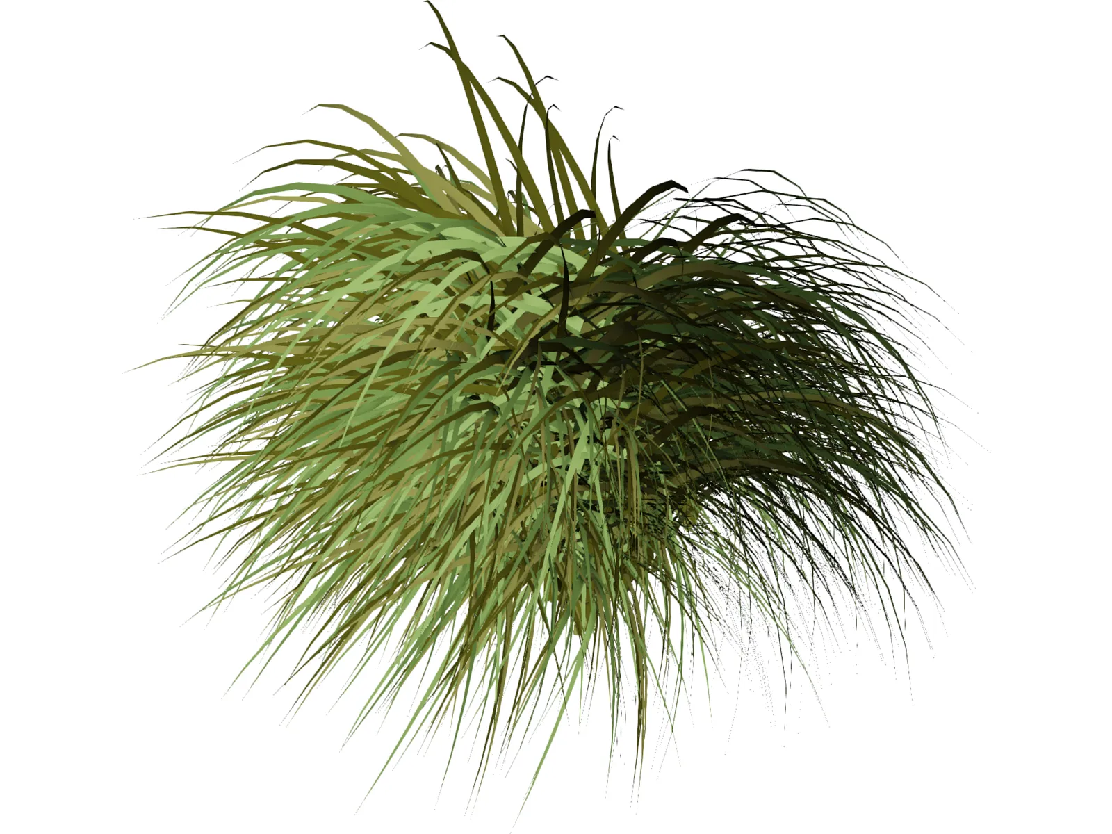 Gynerium Sagittatum Plant 3D Model main preview
