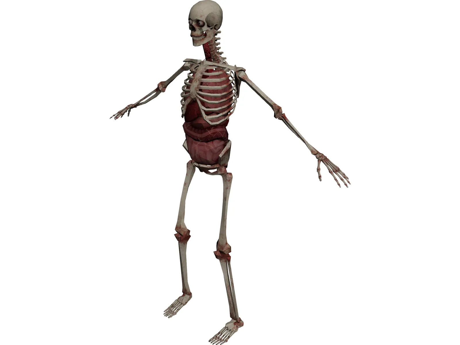 Skeleton with Internal Organs 3D Model main preview